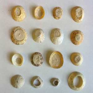 AliceFox_stitched_limpet_variations