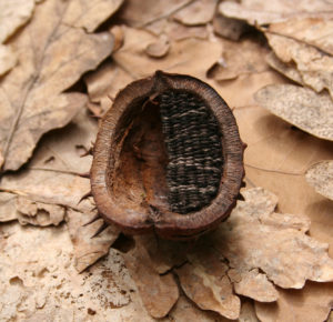 alice_fox_chestnut_shell_with_needle_weave
