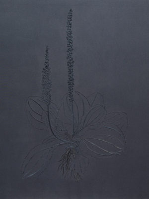 Victoria Martini, textiles Wegerich_300_1
